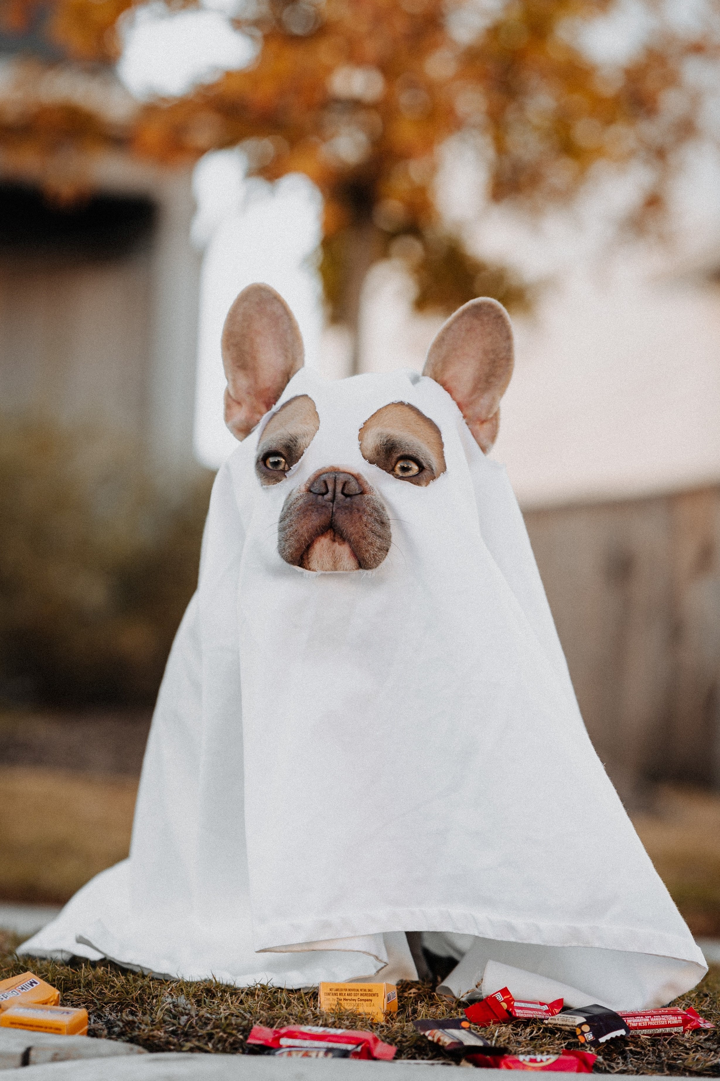 Cute dog wearing ghost costume