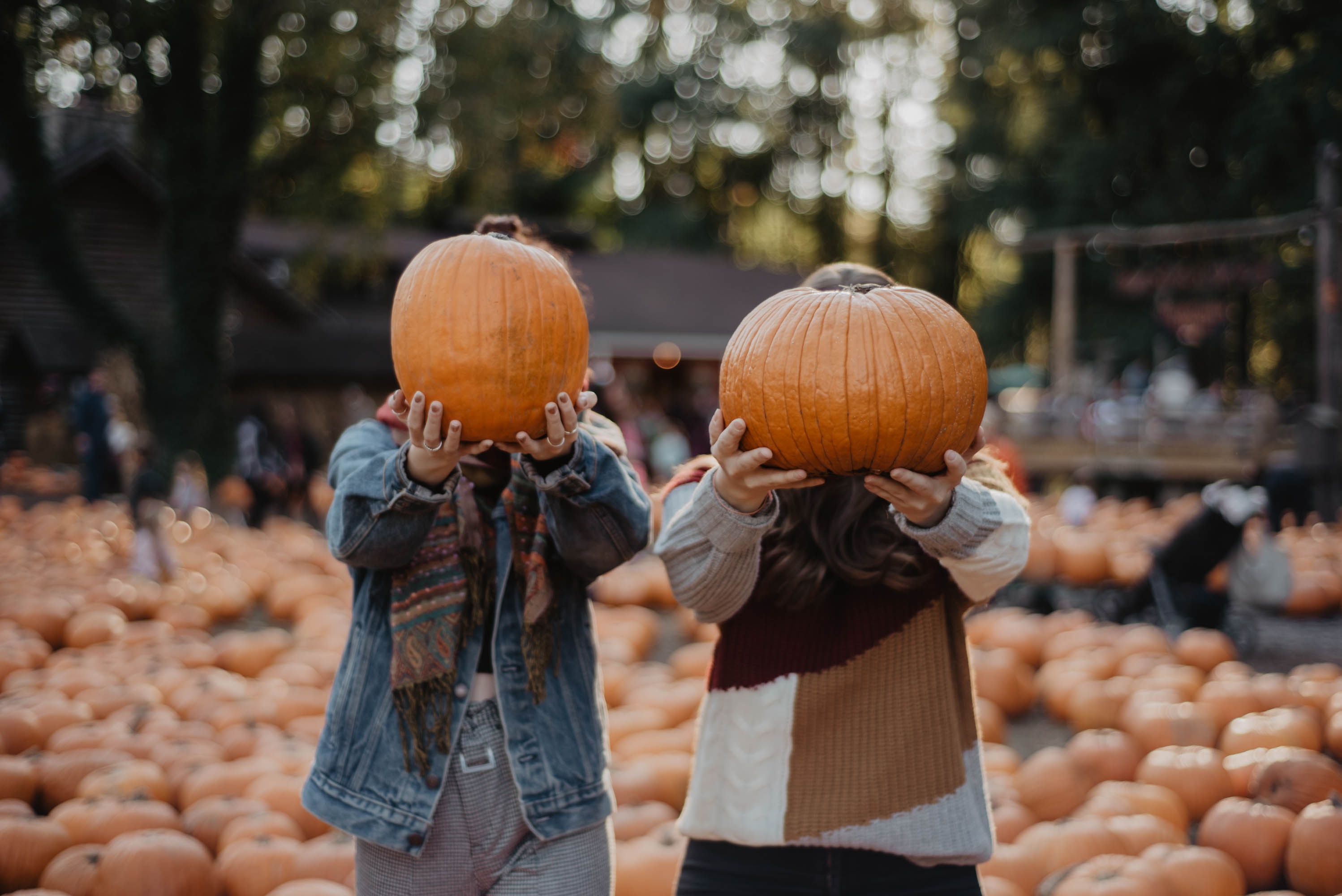 pumpkin patch